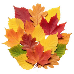 Obraz premium Colorful assortment of autumn foliage, perfectly rendered against a transparent background