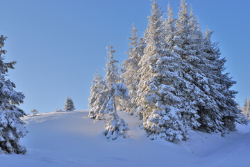 Stuhleck mountain landscape with snow-covered trees and blue sky. Snow-covered fir trees standing on Stuhleck mountain slope under clear blue sky.