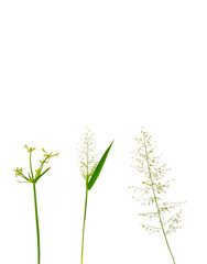 Three Isolated Grass and Sedge Inflorescences: Botanical Trio of Green Stems with Delicate Seed Heads and Flowers on a Clean White Background – Minimalist Nature Study