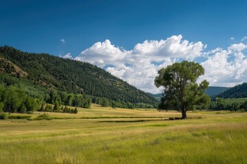 Vibrant Summer Landscape of Ashley National Forest, Utah: Lush Green Grass, Majestic Trees, and Expansive Meadows Under a Clear Sky