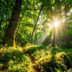 Obraz premium Sunlit forest scene with path, trees, lush foliage, and a brilliant sunburst