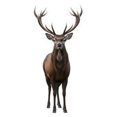 Majestic stag with large antlers isolated on transparent background