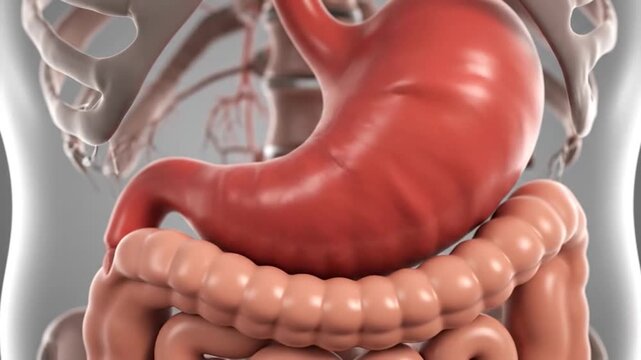 Digital illustration of human digestive system, showing stomach & intestines