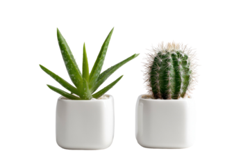 Two small potted succulents on a black background