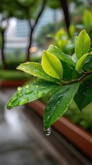 water drop on leaf