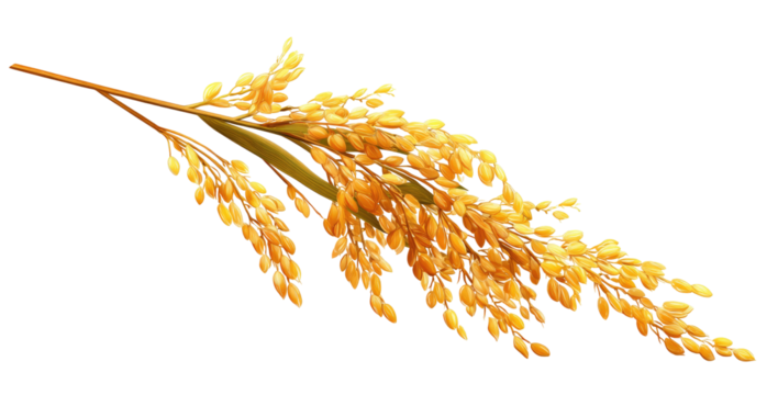 Golden grain stalk with ripe seeds against black