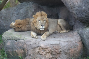 Obraz premium lion in the zoo