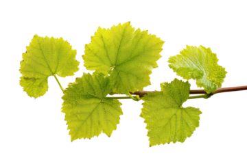 Fresh, bright green vine leaves with serrated edges on a stem