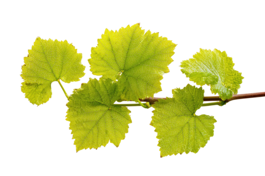 Fresh, bright green vine leaves with serrated edges on a stem