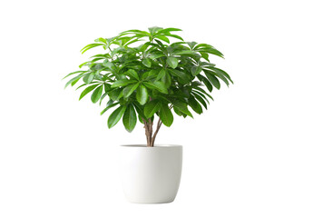 Naklejka premium Lush green foliage plant in a simple white pot on a dark background