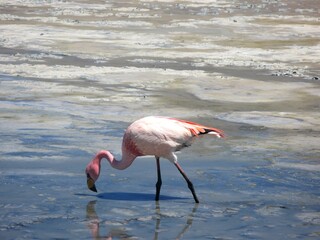 Pink flamingo in shallow reflective water of the Bolivian Altiplano. Elegant wildlife and Andean nature scene.