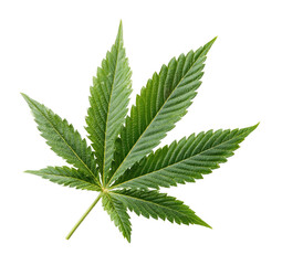 Detailed green plant leaf with serrated edges, isolated on black