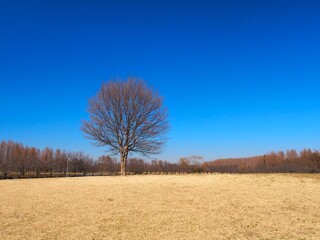 Fototapeta premium 早春の草原と枯れ木のトウカエデのあるみさと公園風景