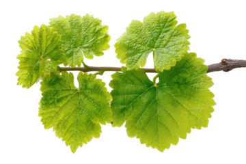 Four vibrant green grape leaves unfurl from a woody stem