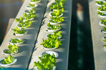 Hydroponics vegetables grown in water planting vegetables using the hydroponic method grows fertile