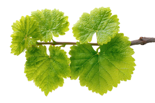 Four vibrant green grape leaves unfurl from a woody stem