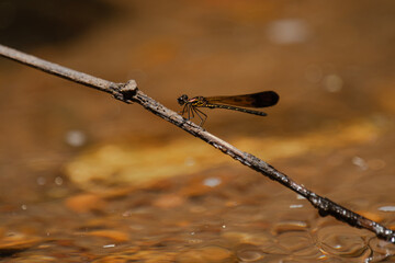 Heliocypha bisignata, stream ruby, damselfly 