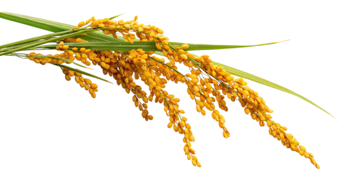 Golden grain stalks with green leaves against a black background