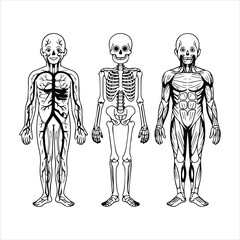 vector illustration of a young man bone