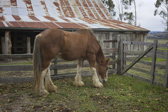 Workhorse in rural sng