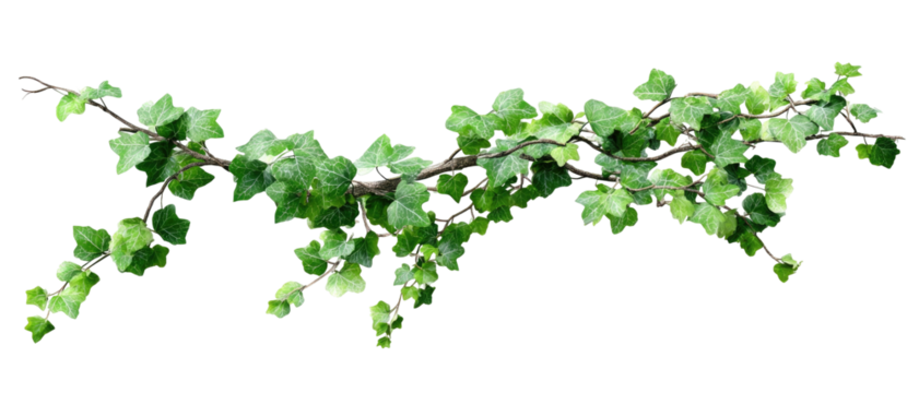 Green ivy branches with dark brown stems on black background