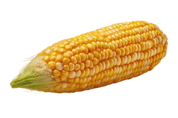 Freshly picked ear of corn with yellow and white kernels