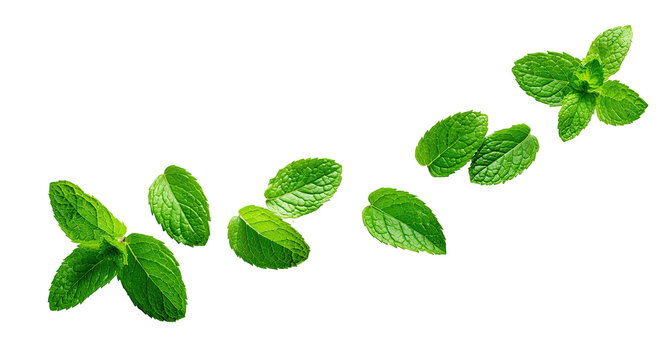 Fresh vibrant green leaves cascading in a gentle arc