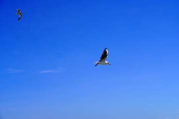 Mediterranean Sea. Seagulls flying over the sea with clear blue skies.