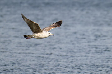 Junge Silbermöwe im Flug an der Ostsee	