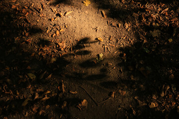 Sunlit forest path with warm autumn tones and textured ground illuminated by soft evening light.dark wood texture
