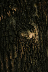 Closeup textured tree bark with natural patterns and subtle warm forest lighting.