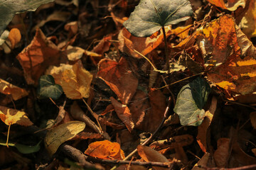 Colorful autumn leaves scattered on the forest floor creating a textured natural pattern.