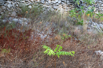 Colorful plants in a Mediterranean garden. Selective focus.