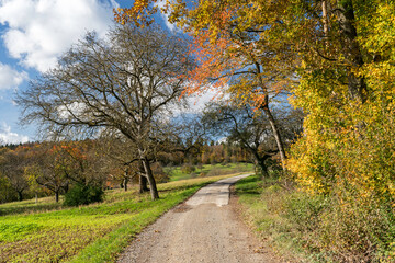 Fototapeta premium Weg am herbstlichen Waldrand