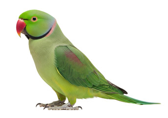 Vibrant Green Rose-Ringed Parakeet, also known as Ringneck Parrot, with striking red beak and colorful neck ring, standing in a detailed profile, isolated on transparent background.