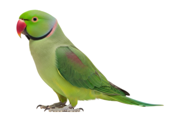 Vibrant Green Rose-Ringed Parakeet, also known as Ringneck Parrot, with striking red beak and colorful neck ring, standing in a detailed profile, isolated on transparent background.