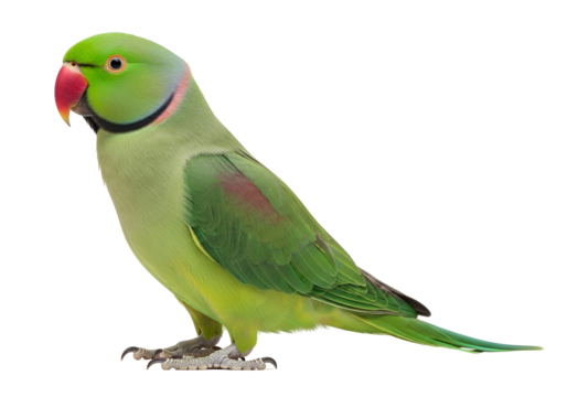 Vibrant Green Rose-Ringed Parakeet, also known as Ringneck Parrot, with striking red beak and colorful neck ring, standing in a detailed profile, isolated on transparent background.