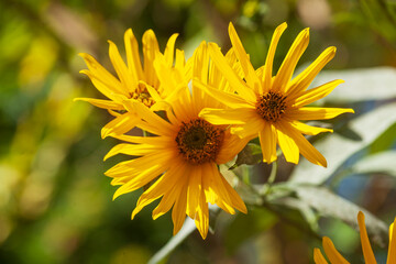 Bl&uuml;hender Gelber Sonnenhut, Blumen, Deutschland
