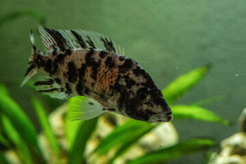 fisch goldfisch aquarium wasser