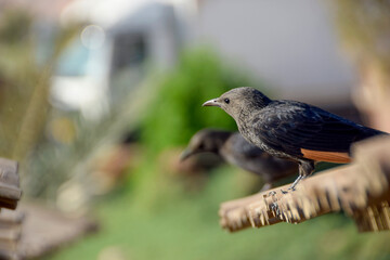 Obraz premium Tristram’s starlings perched on bamboo edge with soft background.