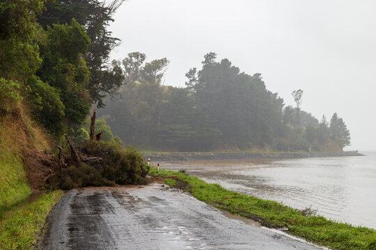 A fallen tree blocking a coastal road on a stormy day. Photographed between Port Chalmers and Aramoana, New Zealand
