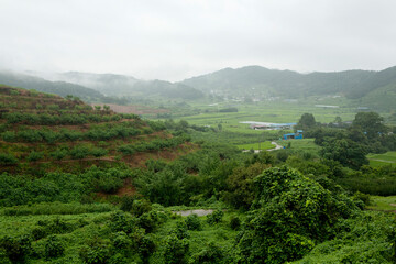 misty rural landscape