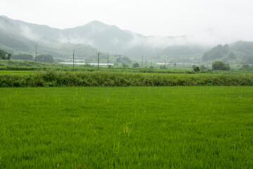 misty rural landscape
