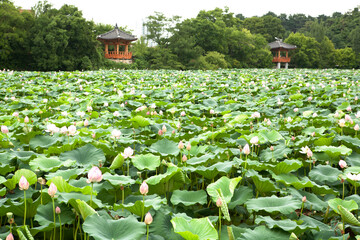a place full of lotus flowers