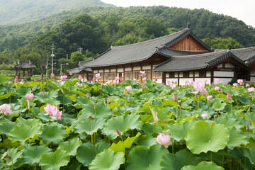 temple and lotus flowers
