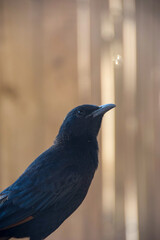 Close-up portrait of a Tristram’s starling in warm light, Judean Desert.