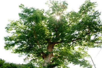 sunlight through the leaves