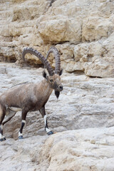 Nubian ibex standing on desert rocks
