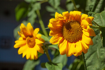 Sonnenblumen, Blumen, Blüte, Deutschland