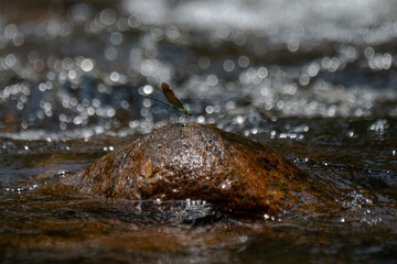 Neurobasis chinensis, stream glory damselfly, 